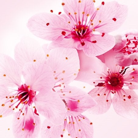 190507 Ingredient 453x453 Sakura