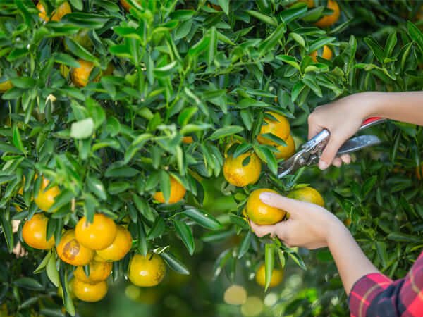 เก็บผลไม้จากสวน